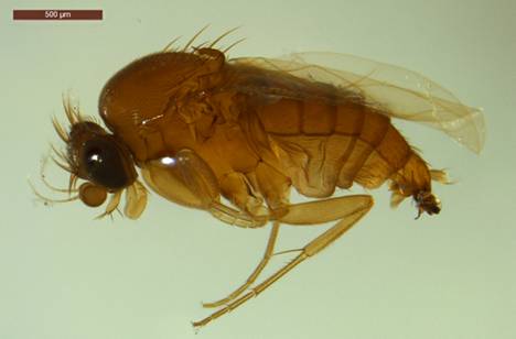 Hämeenlinnan Evolta löydetty tieteelle aiemmin tuntematon laji, Megaselia haartoi. Tieteelle uusien lajien näytteet ovat Tanskassa tutkittavina.