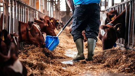 Koko maassa on pula maatalouslomittajista. Lomittaja työssään maitotilalla. Kuvituskuva.