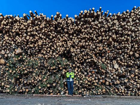 Kumeko Forest ostaa kaikkea puuta kaikenlaisista kohteista perinteisistä metsän harvennuksista päätehakkuisiin.