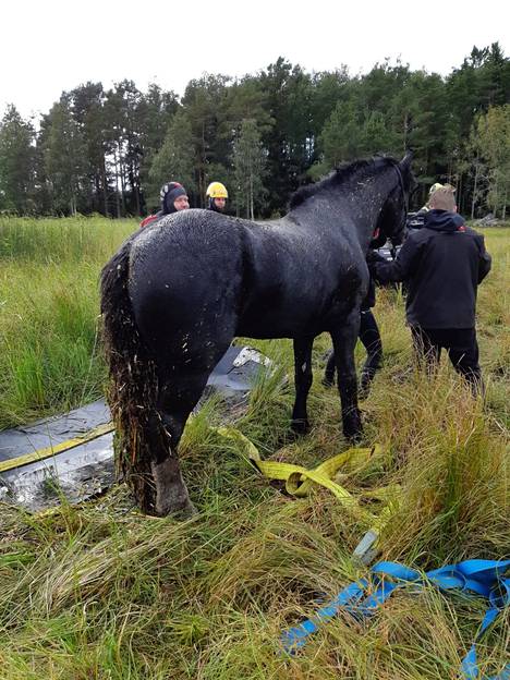 Pelastustöiden jälkeen eläinlääkärin oli määrä vielä tarkistaa hevosen kunto.