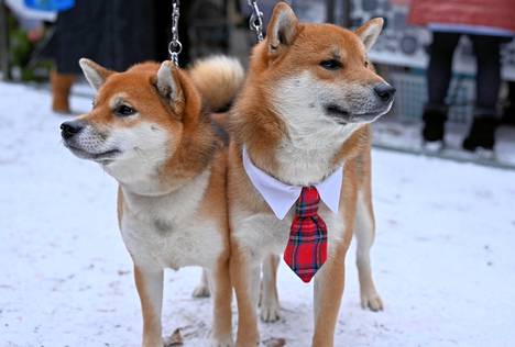 Myös Mami ja Kettu olivat päässeet joulutorille ja Kettu-poika oli somistautunut jouluhenkisellä kravatilla. Tiina Bies kertoi koirien olevan japanilaista shiba -rotua.