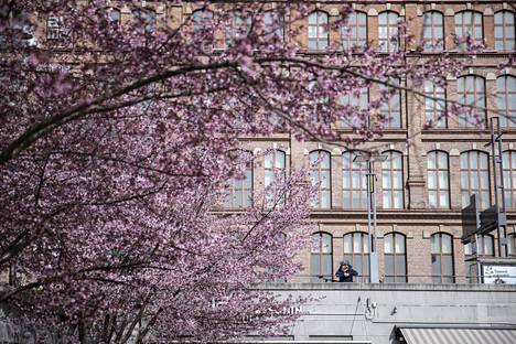 Vaikka Tampereella ei ole varsinaista kirsikkapuistoa, kukkaloistoa voi parhaillaan ihailla Frenckellinaukiolla Keskustorin tuntumassa.