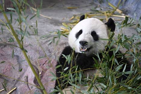 Urospanda Hua Bao, suomeksi Pyry otti rennosti Ähtäri Zoon Pandatalossa Ähtärissä 17. huhtikuuta 2018.