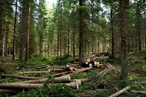 Kuvan metsässä on tehty harvennushakkuu. Noin kaksi kolmasosaa teollisuuden puusta tulee juuri harvennushakkuista.