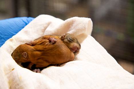 Eri poikueisiin kuuluvia oravan poikasia Korkeasaaren villieläinsairaalassa 26. heinäkuuta 