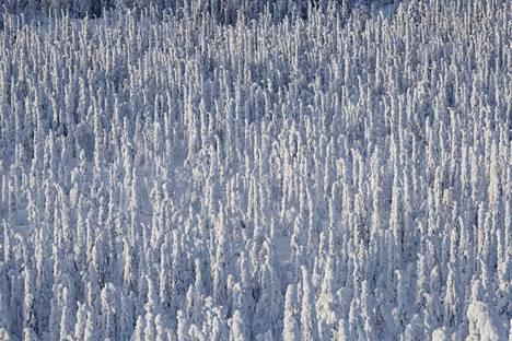 Talven pakkasennätys rikottiin Muoniossa. Arkistokuvassa Lommoltunturi Pallas-Yllästunturin kansallispuistossa Muoniossa.