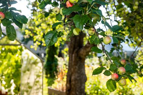 Johanssonien pihalla on niin monta omenapuuta, ettei omasta takaa löydy millään käyttöä kaikille. 