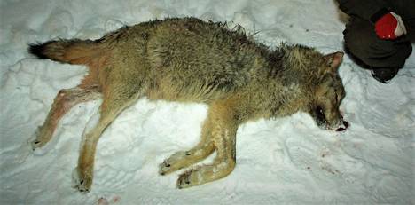Karkotusyritykset eivät tuottaneet tulosta Mynämäellä. Kuvan susi kaadettiin Kuhmoisissa maaliskuussa 2006. Sitä nimitettiin häirikkösudeksi.