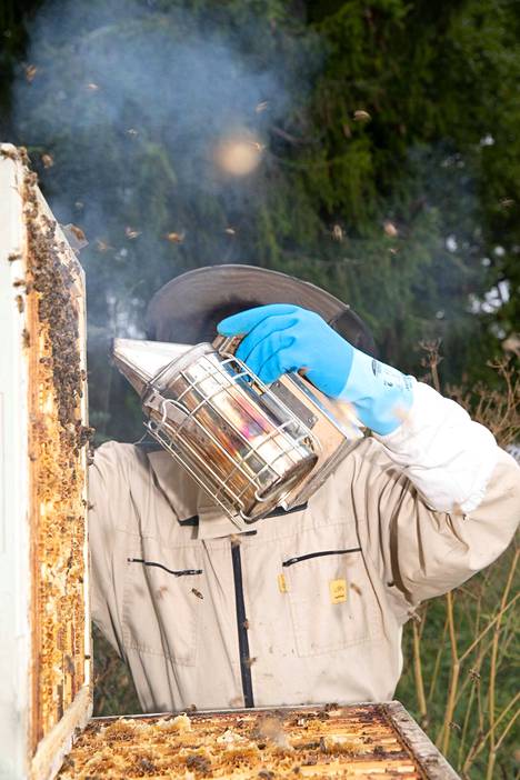 Savulla on rauhoittava vaikutus mehiläisiin. Tämän pesän mehiläiskanta ei tosin muutenkaan ollut ärhäkkäintä laatua.