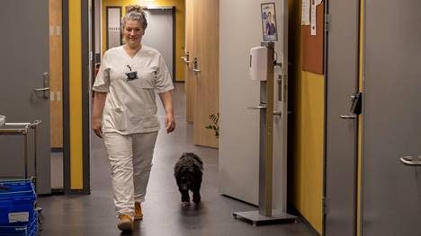 Sairaanhoitaja Piamari Kaario työskentelee Otiumin vanhainkodissa Norjassa. Helmi-koira saa seurata emäntäänsä työpaikalle. 