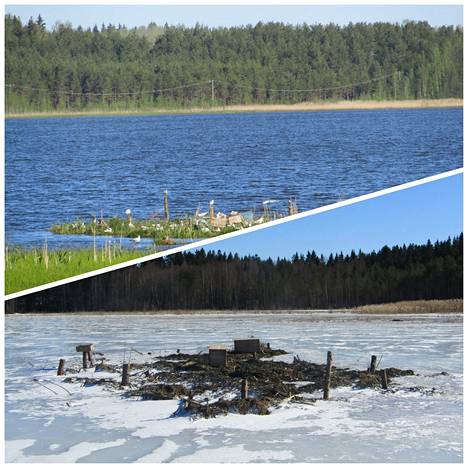 Tykölänjärven eteläpäähän rakennettiin kunnostushankkeessa lintujen pesimäsaareke. Siitä laskettiin kesällä 2020 70 naurulokin munapesää. Talvella 2021 saarekkeen viereen rakennettiin pesimälautta, joka oli kalatiirojen suosiossa.