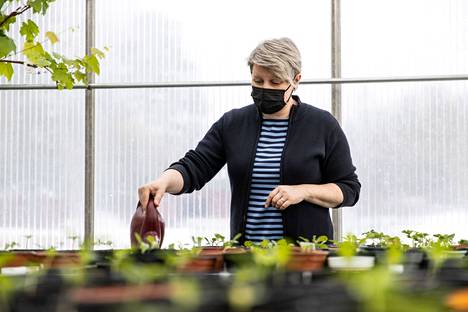 Leikkokukkien suosio näkyy myös puutarha-alan koulutuksessa Ahlman Edu -ammattiopistosta. Ammatillinen opettaja Piia Harsu kastelee siemenestä kasvatettuja daalioita kasvihuoneessa.