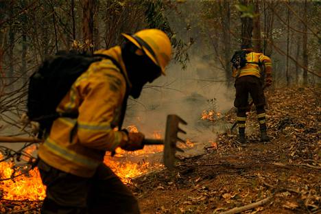 Kansallisen metsäkorporaation (CONAF) jäsenet sammuttivat metsäpaloa Nacimientossa, Conceptionin alueella lauantaina.