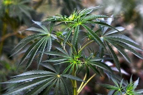 Kannabiskasvi kuvattuna 26. huhtikuussa 2022 Nepalin Kathmandussa.