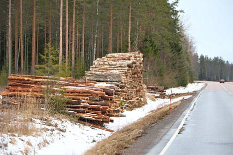 Metsähakkuun seurauksena kasattuja puita Jämijärvellä. Arkistokuva.