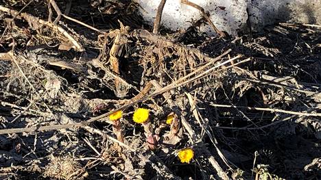 Leskenlehdet ovat nousseet viikon sisällä esiin monin paikoin. Keltaiset pienet kukat loistavat kilpaa auringon kanssa ja erottuvat muuten vielä kovin yksivärisestä maastosta hyvin. Nämä leskenlehdet on kuvattu 19.4. Mäntässä.