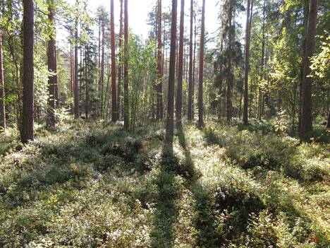 Lapsiperheet ovat löytäneet Keski-Suomen kansallispuistot - Uutiset -  Suur-Keuruu