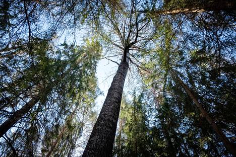 Jos metsäenergia ei ole enää uusiutuvaa energiaa, niin sillä on suora vaikutus metsien vakuusarvoihin ja tämä päätös romuttaisi uusiutuvan energian tavoitteet Suomessa, kirjoittaja arvioi.