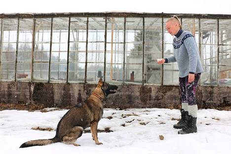 Majuri Eerika Vaahtovuo asuu perheineen Janakkalassa. 11-kuukautisen Papu-koiran yksi lempipuuhista on napata lumipalloja lennosta kiinni.