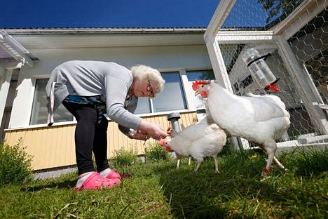 Kanarouvat Helmi, Klaara ja Jurvanen tuovat iloa Sininauhan kesään -  Porilaine - Satakunnan Kansa