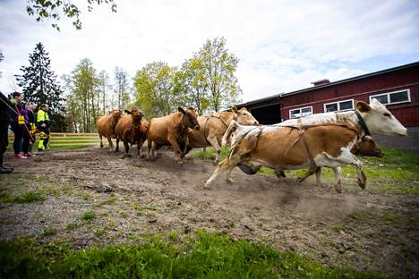 Ahlmanin oppilaitoksen tilapuodin tuotteita valmistetaan tilan raaka-aineista. Ahlmanin lehmien laitumelle päästäminen on jokakeväinen tapahtuma. Kuvassa lehmät kirmaavat laitumelle toukokuussa 2020.