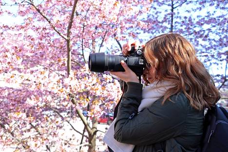 Marika Montti harrastaa valokuvausta ja päätti lähteä kuvaamaan Tampereen kirsikkapuita nähtyään Helsingin kirsikkapuupuiston hyvin edustettuna Instagramissa. 