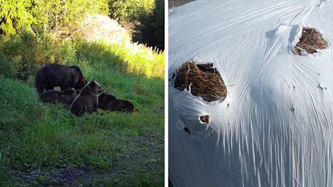 Virroilla elokuussa kuvattu karhulauma. Virtain maaseutusihteeri Hannu Hintalan mukaan karhut ovat aiheuttaneet tänä vuonna poikkeuksellisen paljon paalituhoja.