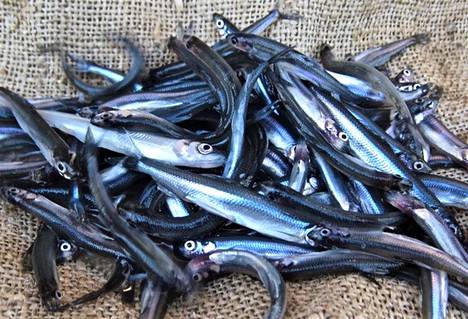 Suomen kalavarannosta iso osa on vielä hyödyntämättä. Esimerkiksi kevätkutuinen kuore on nykyisin harvojen herkku.