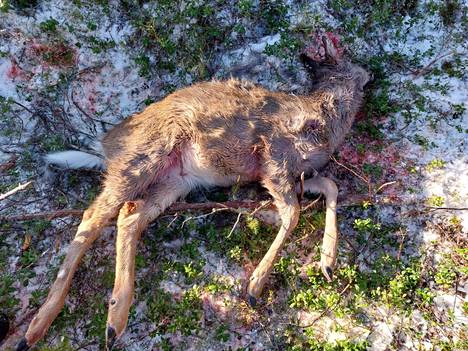 Hengiltä raadeltu nuori peura löytyi Sorkan kylän tuntumasta läheltä asutusta.