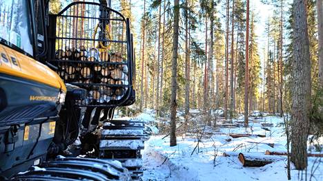 Kirjoittajan mukaan suomalainen metsätalous on esimerkki sukupolvet ylittävästä kestävästä metsänhoidosta.