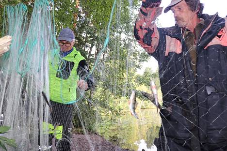 Koekalastuksen verkot levitetään heti rannalla ja kalat irrotetaan lisätutkimuksia varten. Markku Nieminen (vas.) ja talkoolainen Timo Rajala toteavat ahventen olevan pieniä.