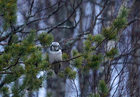 Hiiripöllö on aito pohjoisen lintu, ja Rauman seudulla laji käy yleensä vain kääntymässä syys- ja talviaikaan. Siksi kahden hoitoa tarvinnutta yksilöä lyhyen ajan sisällä on poikkeuksellista. Tämä lintu kuvattiin Eurajoella syksyllä 2021.