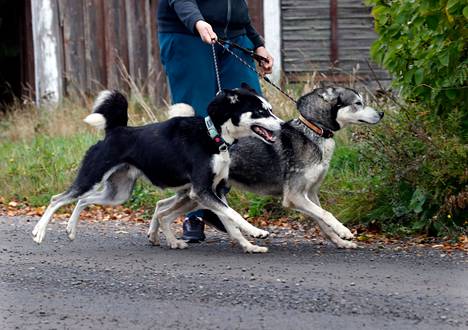 Koiraveljekset Psyko ja Hypno kuuluvat siperianhuskylaumaan, joka otettiin huostaan raumalaisasunnosta elokuun lopulla.