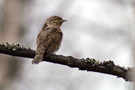 Ensimmäinen käenpiika havaittiin jo pari viikkoa sitten Porin Pihlavassa. Tämä lintu kuvattiin Porissa toukokuussa 2013.