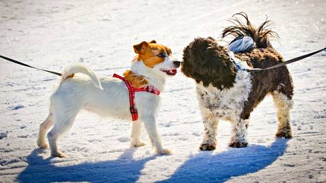 Varmin tapa välttyä jäihin putoamisen ja hukkumisen vaaralta on pitää koira aina kytkettynä, kun koiran kanssa liikutaan jäällä tai vesistöjen lähellä.