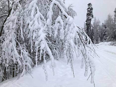 Lumi yllätti kuluneella viikolla kaikki, myös luonnon, joka oli jo valmistautumassa kevääseen. Nämä nuoret lehtipuut kumartelivat Mäntän Savosenmäessä tuprunneen lumen painosta. Päivän kuva on tiistaiaamulta 5. huhtikuuta.