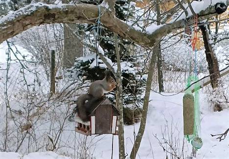 Orava ja linnut käyvät vuorotellen aterioimassa lintulaudalla, joka roikkuu omenapuun oksasta langalla. Eläimillä on oma ”nokkimisjärjestyksensä”, joten yhteiselo sujuu, kirjoittaa 7. tammikuuta kuvan napannut Olli Sorva.