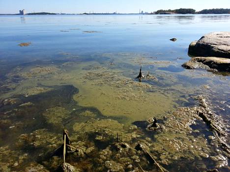 Raumanmerellä, Kallikajaskarin saaren rannassa kesällä 2015 otetussa kuvassa rehevöityminen oli nähtävissä leväkasvuna.