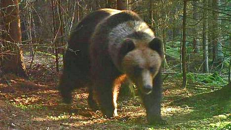 Aikuinen karhu tallentui riistakameraan Pohjaslahdella vuonna 2021.