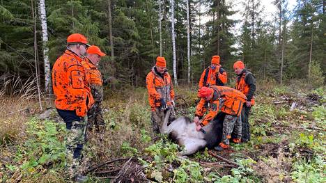 Hirvikanta on pienentynyt noin 10 prosenttia edelliseen vuoteen nähden. Kuva Jämsänniemen metsästysseuran hirvijahdista syksyltä 2021.