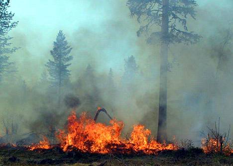 Ilmatieteen laitos varoittaa kuivuuden aiheuttamasta korkeasta metsäpaloriskistä