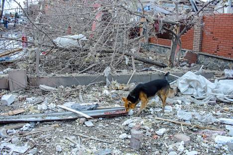 Sumyn alueen kuvernöörin mukaan Venäjän armeija pommitti Sumyn kaupunkia läpi yön. Kuvassa koira vaeltelee tuhoutuneiden rakennusten raunioilla 8. maaliskuuta.