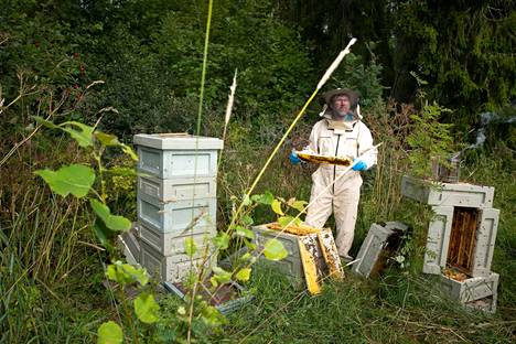 Yhdessä pesässä voi olla jopa 60 000 mehiläistä.