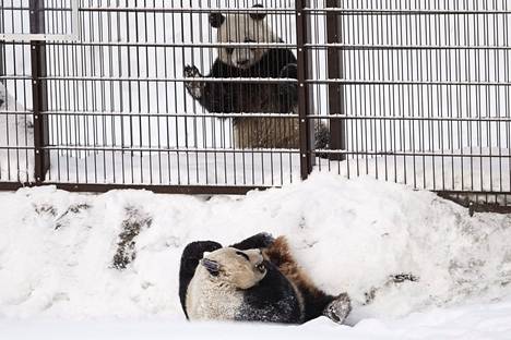 Pandat Lumi ja Pyry (edessä) kohtasivat Ähtärissä aita välissään 17. helmikuuta 2018. Tänä pääsiäisenä ne pääsivät tekemään lähempää tuttavuutta.