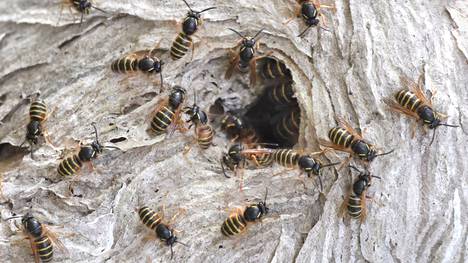 Elokuussa ampiaiset etsivät toukille epätoivoisesti ruokaa ja ihmisestä käytös voi vaikuttaa aggressiiviselta. 