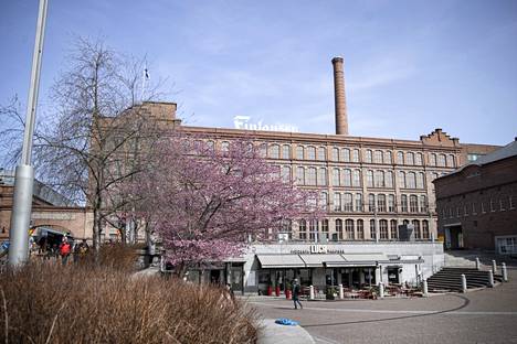 Kirsikkapuut menestyvät hyvin myös Tampereella, ja tulevaisuudessa niitä nähdään kaupunkiympäristössä nykyistä enemmän.