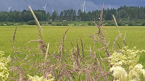 Peittoon tuulivoimalat pyörivät maalaismaisemassa Pohjois-Porissa. Tuulivoimaa tarvitaan uusiutuvana energiamuotona, mutta maisemavaikutukset on myös tiedostettu.