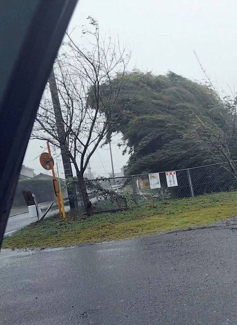 Puu taipui myrskyssä Nanmadol-hirmumyrskyn iskiessä Japanin Kagoshiman alueelle. Kuva on kuvakaappaus sosiaalisessa mediassa julkaistulta videolta.