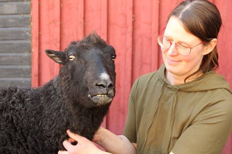 Rokki-lammasta rapsutteleva Riikka Ikkala kertoo, että osa Taaben farmin vierailijoista käy useamman kerran kesässä tervehtimässä suosikkieläimiään.