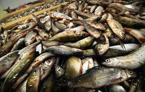 Pyhäjärven hyvä vedenlaatu edellyttää ainakin nykyisellään sitä, että ravinteita poistetaan riittävästi kalastamalla. Siihen ei taloudellisesti kannattava kalastus riitä, ja siksi valtion tuki on tarpeen.